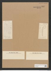 Diatomeae indet. Zeichnungen Sammlung Grunow Nr. 4547 (NHMW-BOT-W0372506)